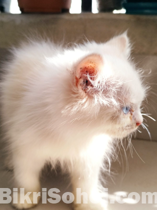 Persian cat